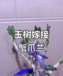 玉兰嫁接的砧木有哪些