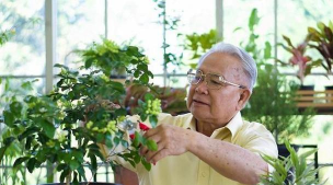 家庭养花用生根粉