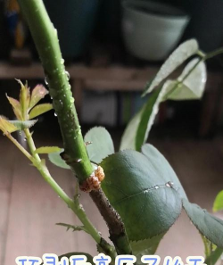 家庭养花用生根粉