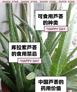 哪些品种新鲜芦荟可以吃