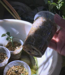 家庭养花用生根粉