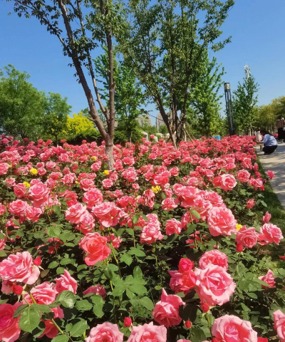 合肥绿化有什么花卉