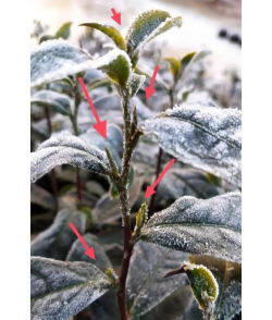 茶树抗冻害栽培技术