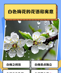 白梅花语是什么