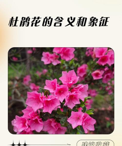 映山红有什么花语