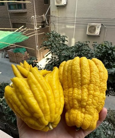 佛手嫁接在什么上好