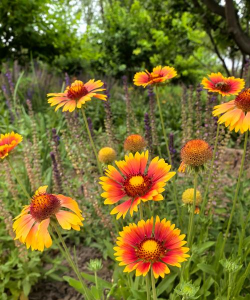 夏天的菊花叫什么