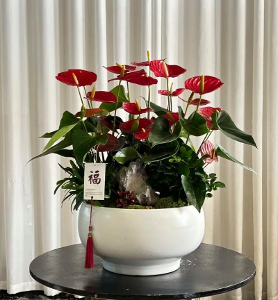 家庭养花用生根粉