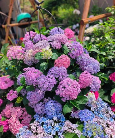 家庭养花用生根粉