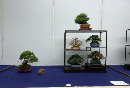 盆花出室把四关 盆花出室把四关