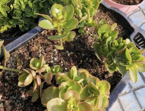 家庭养花用生根粉