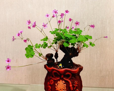 醡浆草用什么盆栽种