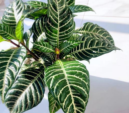 有种花叫什么斑马