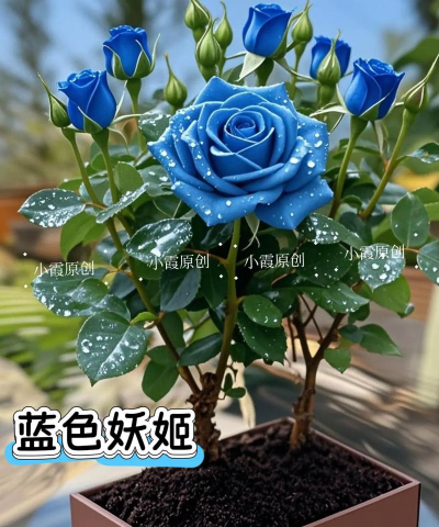 钻石玫瑰是什么花