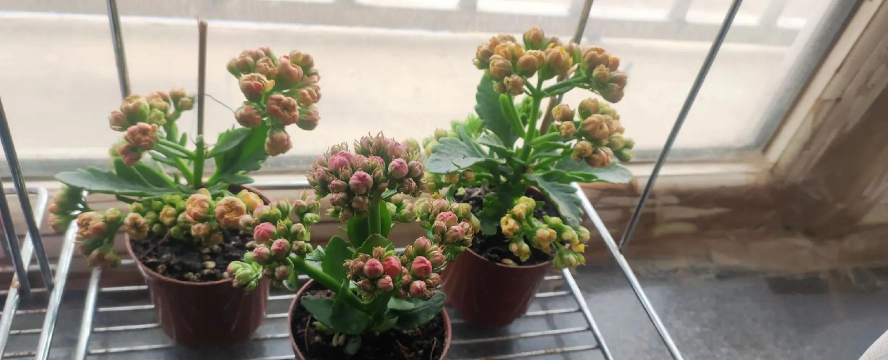 家庭养花用生根粉