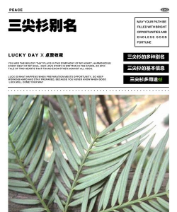 哪些植物叫杉不是杉