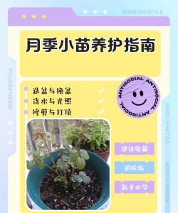 月季小苗怎么养