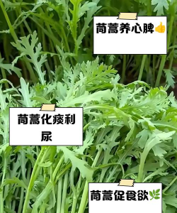 皇帝莱虫害有哪些危害