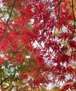 红叶的花草是什么