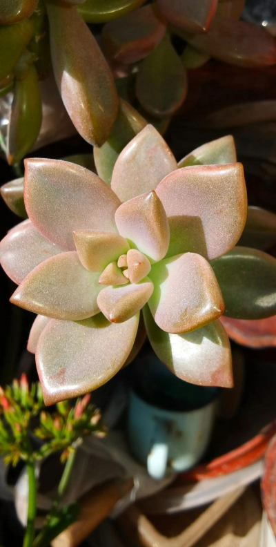 家庭养花用生根粉