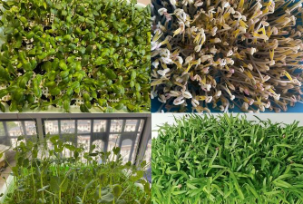 家庭养花用生根粉