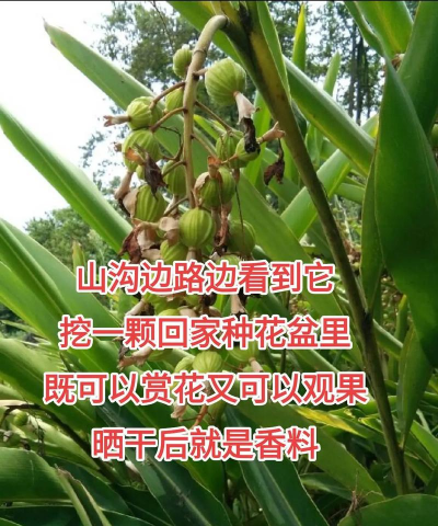 砂仁适合什么土质种