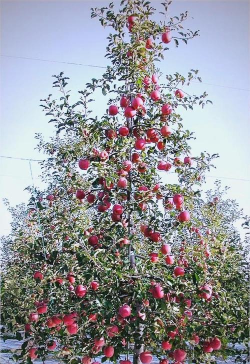 苹果:主干形果树管理 苹果:主干形果树管理