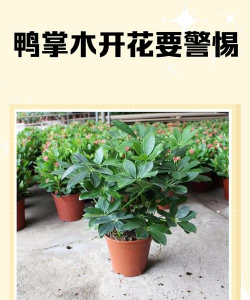 鸭掌木什么条件开花