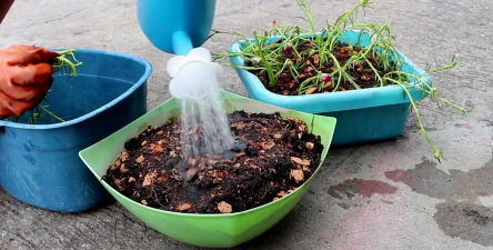 家庭养花用生根粉