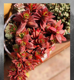 火祭什么时候断水