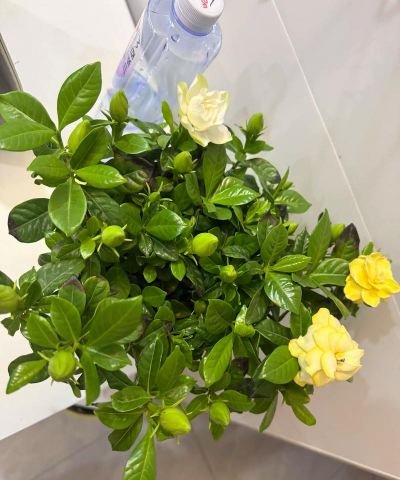 家庭养花用生根粉