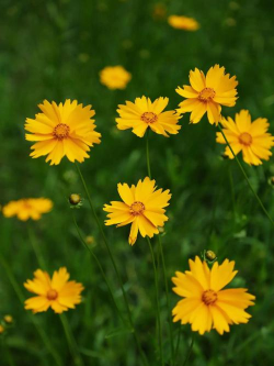 金鸡菊的颜色有哪些