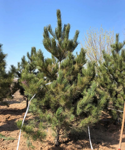 油松适合什么季节种植