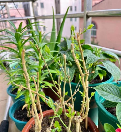 家庭养花用生根粉