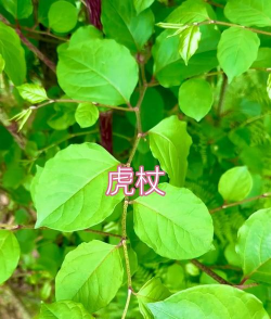 虎杖是什么植物