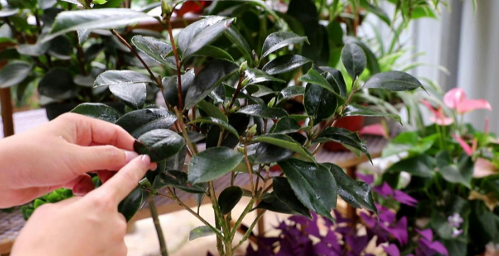 家庭养花用生根粉