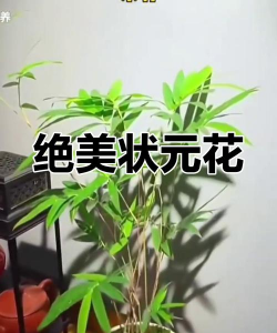 养花出状元