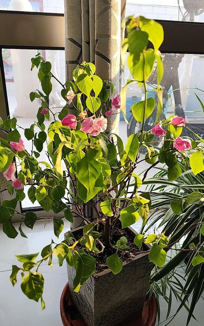 家庭养花用生根粉