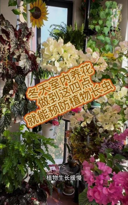 家庭养花用生根粉