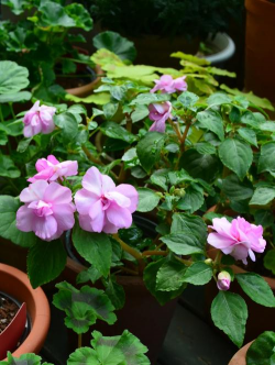 家庭养花用生根粉