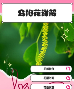 乌桕花有什么作用