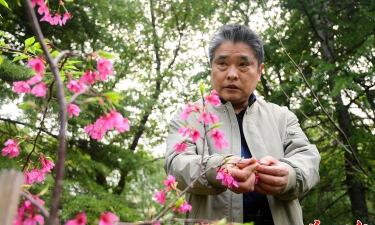 家庭养花用生根粉