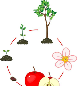 苹果繁殖方式是什么