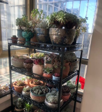 家庭养花用生根粉