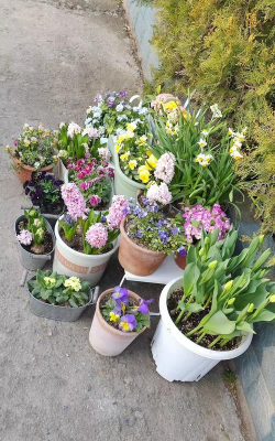 家庭养花用生根粉