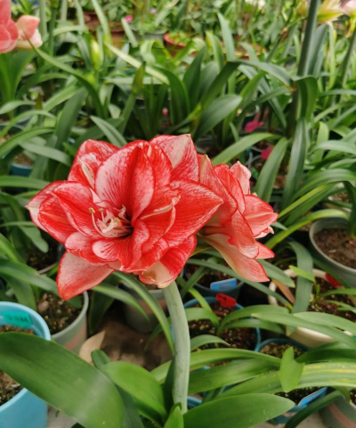 家庭养花用生根粉