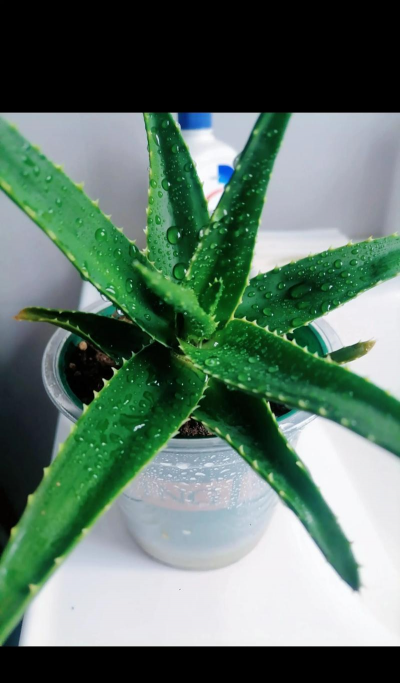 家庭盆栽芦荟浇水法 家庭盆栽芦荟浇水法