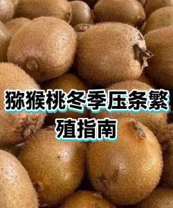 哪些水果可以压条法