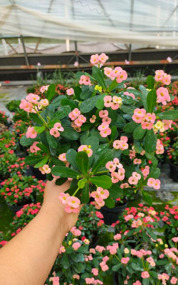 家庭养花用生根粉