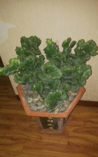 家庭养花用生根粉